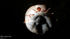 Haemaphysalis longicornis