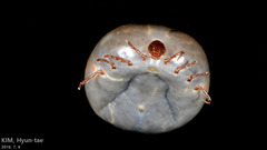 Haemaphysalis longicornis