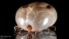 Haemaphysalis longicornis