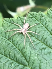 Philodromus