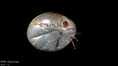 Haemaphysalis longicornis