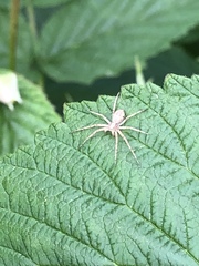 Philodromus