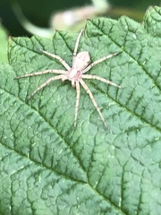 Philodromus