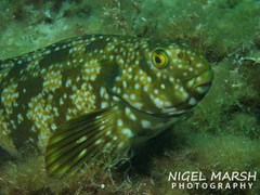 Aplodactylus westralis
