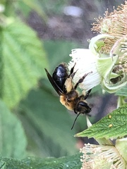 Andrena dunningi