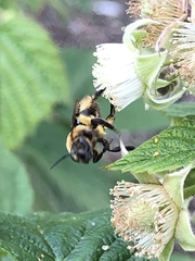 Andrena dunningi