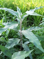 Persicaria lapathifolia lanata