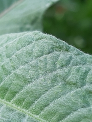 Persicaria lapathifolia lanata