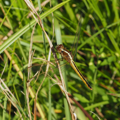 Libellula needhami