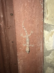 Hemidactylus mabouia