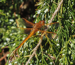 Libellula needhami
