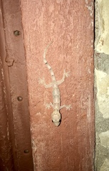 Hemidactylus mabouia