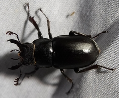 Lucanus placidus