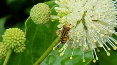 Parhelophilus