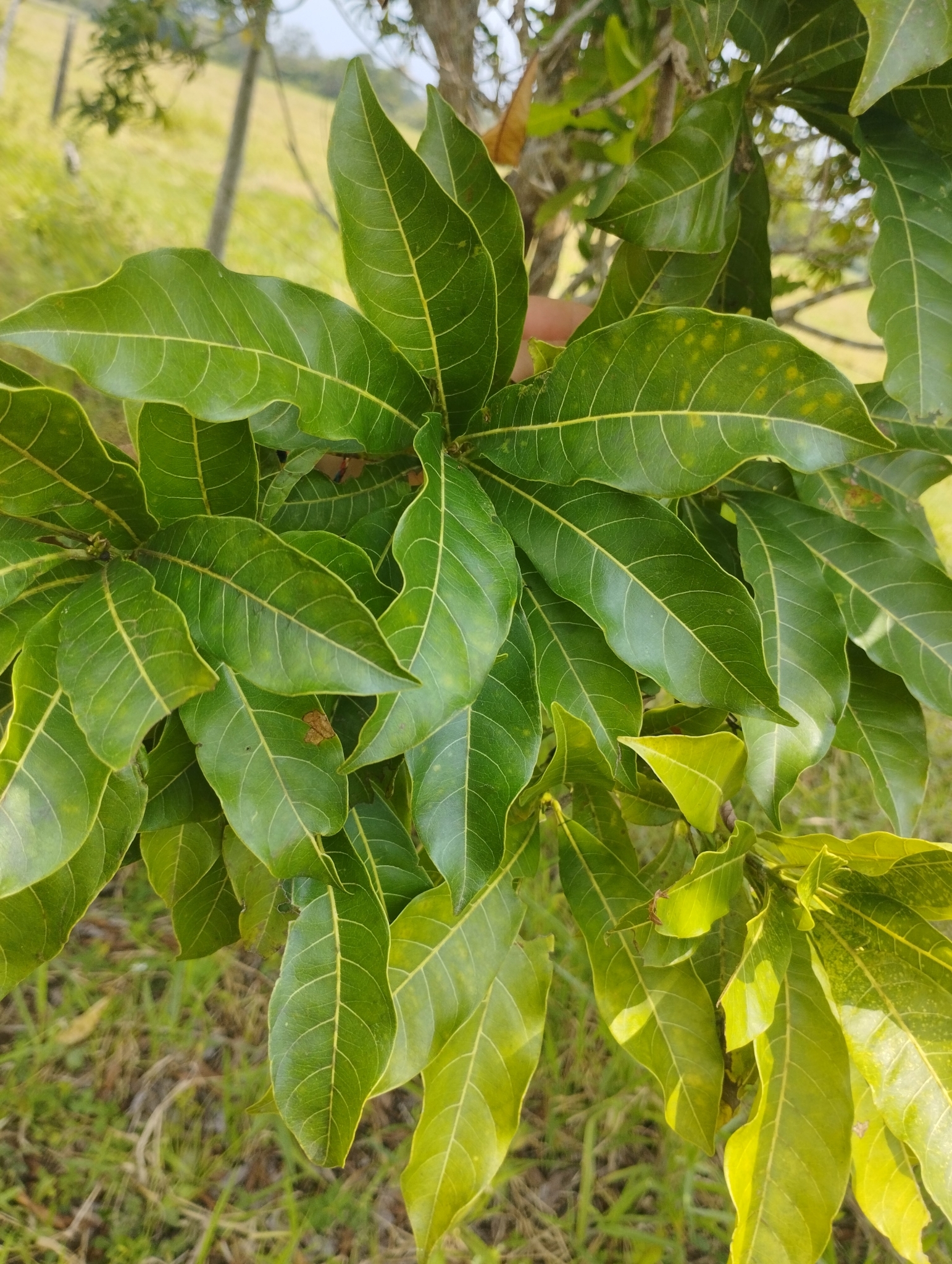 Imagem de Fruta Abil