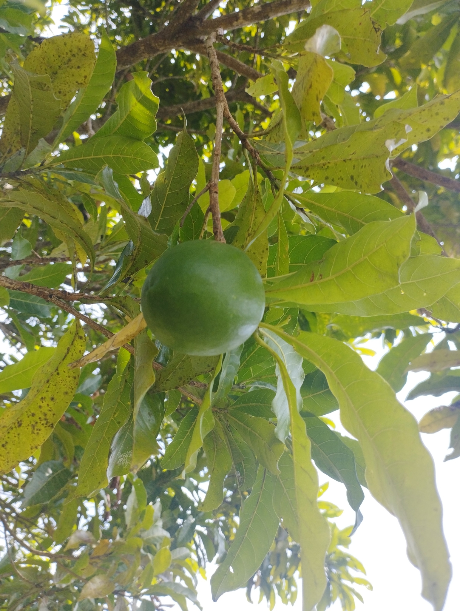 Imagem de Fruta Abil