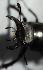 Lucanus placidus