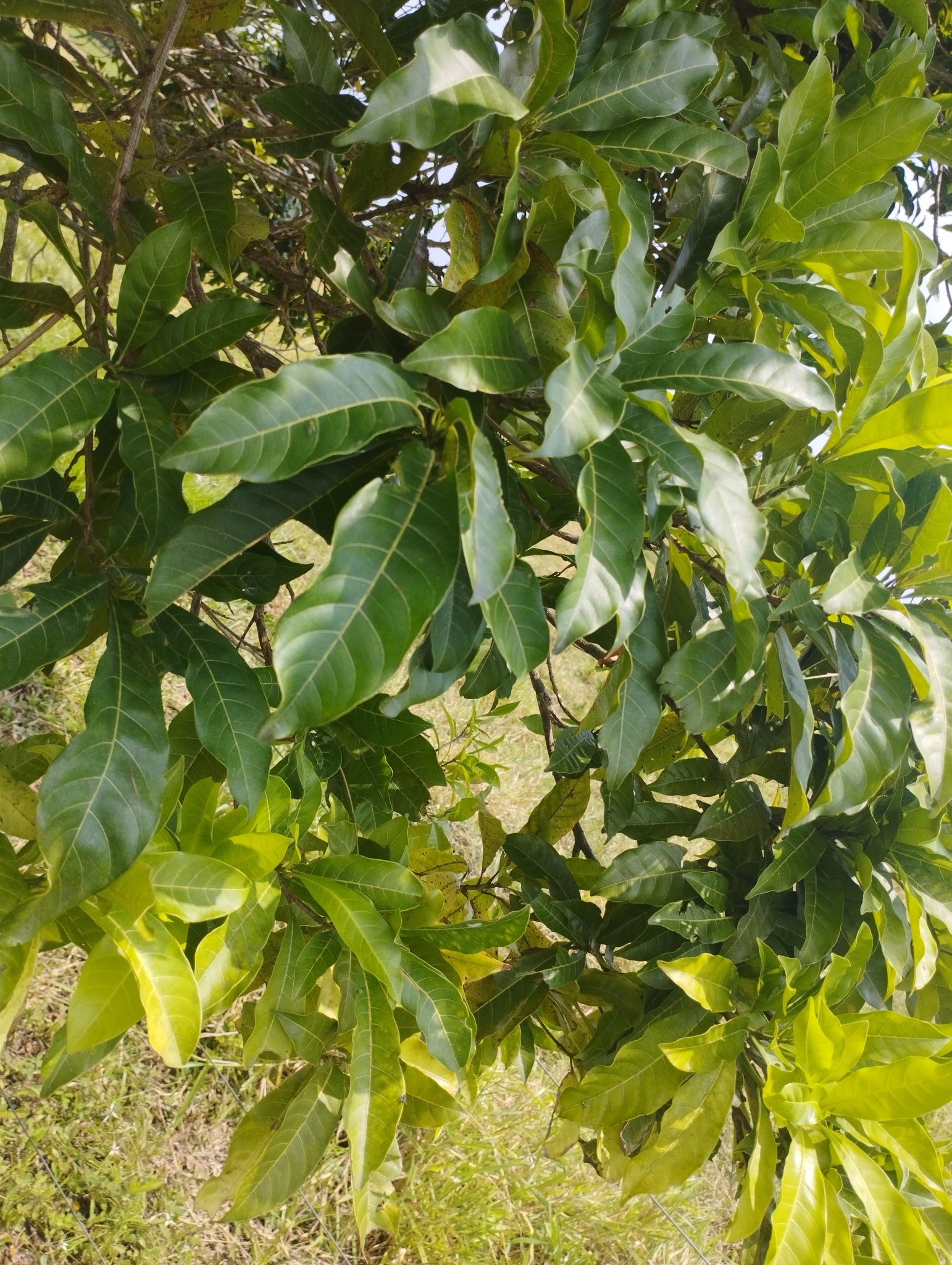 Imagem de Fruta Abil