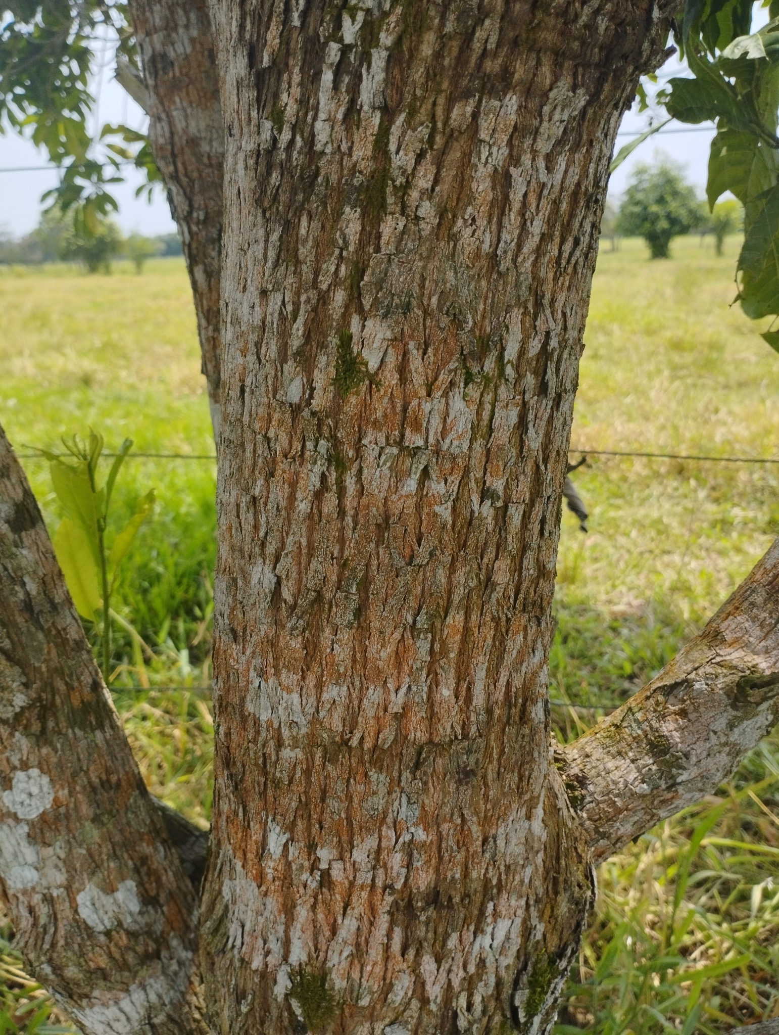 Imagem de Fruta Abil