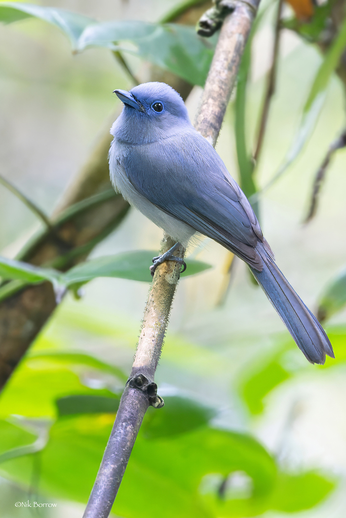 Pale-blue Monarch photo