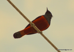Phoenicurus leucocephalus