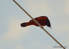 Phoenicurus leucocephalus