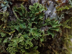 Pseudocyphellaria episticta