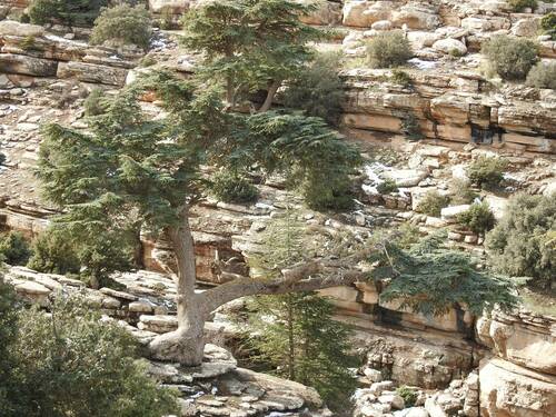 Cedrus atlantica — photo 2