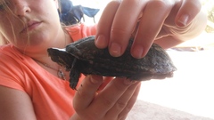 Kinosternon sonoriense