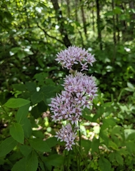 Allium canadense lavandulare