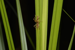 Nicsara