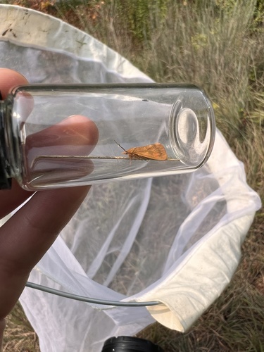 Rusty Virbia Moth photo 5