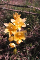 Freesia corymbosa