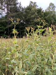 Hypericum nudiflorum