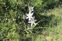 Gladiolus stellatus