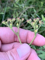 Hypericum nudiflorum