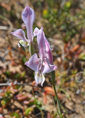 Gladiolus virescens