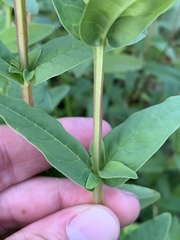 Hypericum nudiflorum