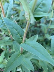 Hypericum nudiflorum