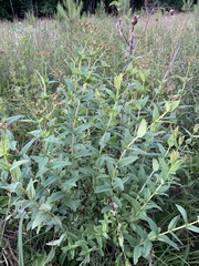 Hypericum nudiflorum