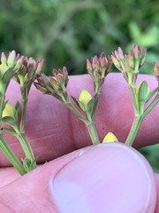 Hypericum nudiflorum