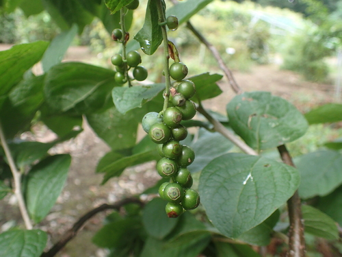 Vaccinium ciliatum iNat (1)
