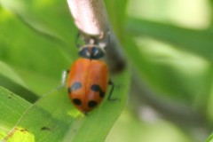 Hippodamia glacialis