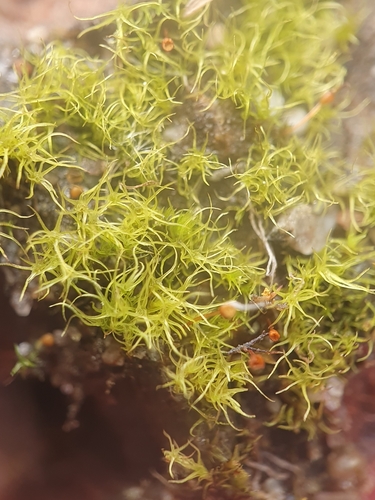 Trichodon cylindricus, 2024-08-15