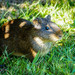Shiny Guinea Pig - Photo (c) Eden Fontes, some rights reserved (CC BY-NC), uploaded by Eden Fontes