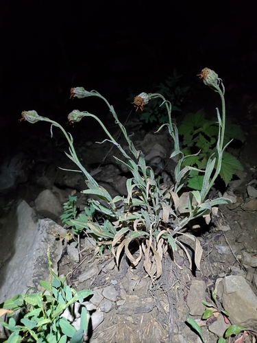 Image of Senecio megacephalus by (c) J Straka, some rights reserved (CC BY)