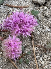 Calyptridium monospermum