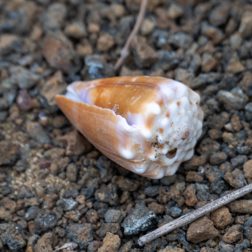 Conus diadema observed 2024-08-06