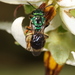 Augochloropsis rotalis - Photo (c) Bruno Henrique Aranda, some rights reserved (CC BY), uploaded by Bruno Henrique Aranda