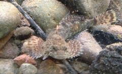 Cottus beldingii